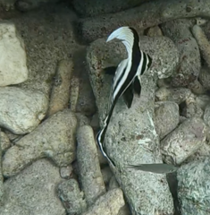 Eques punctatus