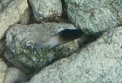 Stegastes partitus