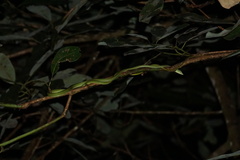 Ahaetulla farnsworthi