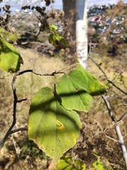 Heliocarpus