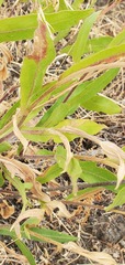 Gaillardia aristata