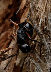 Polyrhachis femorata