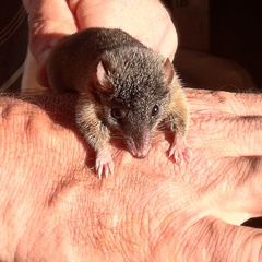 Antechinus mysticus