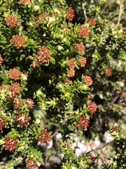Ozothamnus