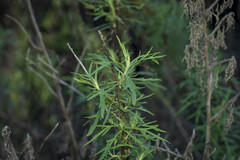 Artemisia palmeri