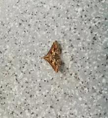 Diasemia accalis