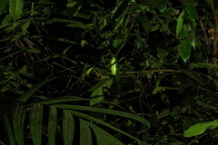 Rhacophorus malabaricus