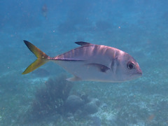 Caranx latus