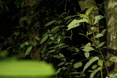 Rhacophorus malabaricus