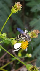 Dielis plumipes