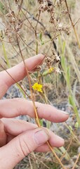 Hieracium scouleri