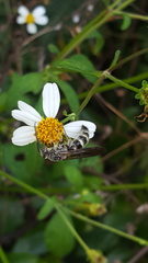 Dielis plumipes