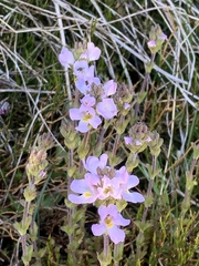 Euphrasia collina diversicolor
