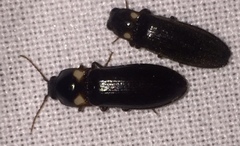 Phanophorus perspicax
