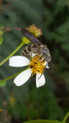 Dielis plumipes