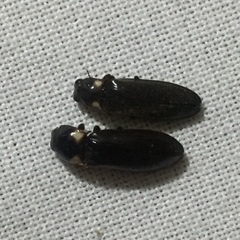 Phanophorus perspicax