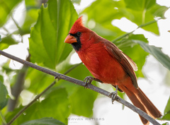 Cardinalis cardinalis mariae