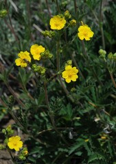 Potentilla gracilis fastigiata