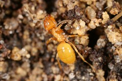 Acanthomyops