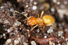 Acanthomyops