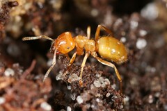 Acanthomyops