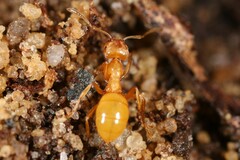 Acanthomyops