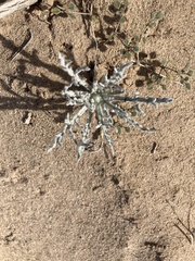 Baileya pauciradiata