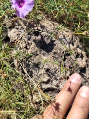 Ipomoea ternifolia ternifolia