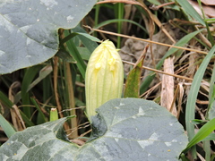 Cucurbita foetidissima