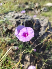 Ipomoea ternifolia ternifolia