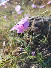 Ipomoea ternifolia ternifolia