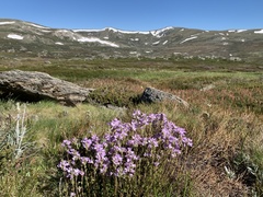 Euphrasia collina diversicolor