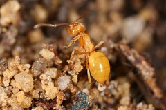 Acanthomyops