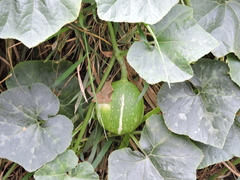 Cucurbita foetidissima