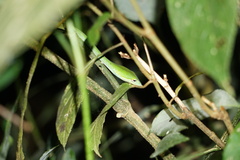 Ahaetulla farnsworthi