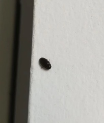 Coleoptera