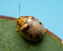 Paropsisterna minerva