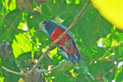 Trogon melanurus
