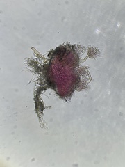 Arachnopeziza trabinelloides