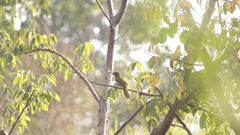 Saltator atriceps