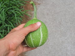Cucurbita foetidissima