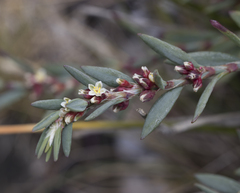 Polygonum maritimum