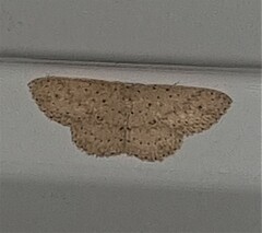 Cyclophora turneri