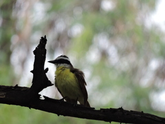 Pitangus sulphuratus