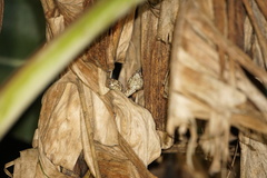 Craspedocephalus malabaricus