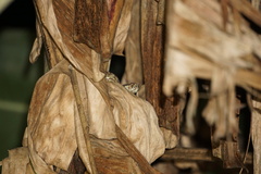 Craspedocephalus malabaricus