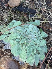 Phacelia imbricata