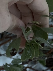Arctostaphylos patula