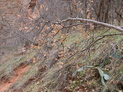 Acer grandidentatum
