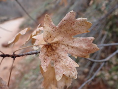 Acer grandidentatum